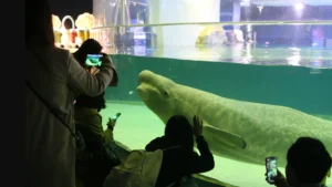 Pecinta Hewan Free Bella: Pertarungan pelepasan paus beluga dari akuarium mega mall Korea Selatan 