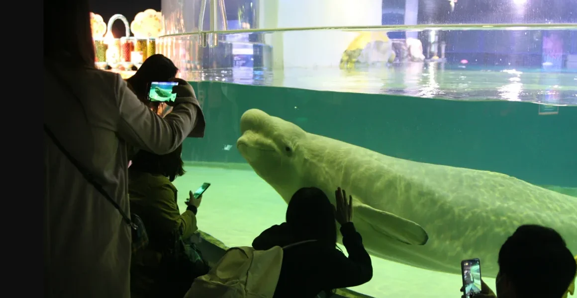 Pecinta Hewan Free Bella: Pertarungan pelepasan paus beluga dari akuarium mega mall Korea Selatan