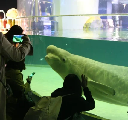 Pecinta Hewan Free Bella: Pertarungan pelepasan paus beluga dari akuarium mega mall Korea Selatan