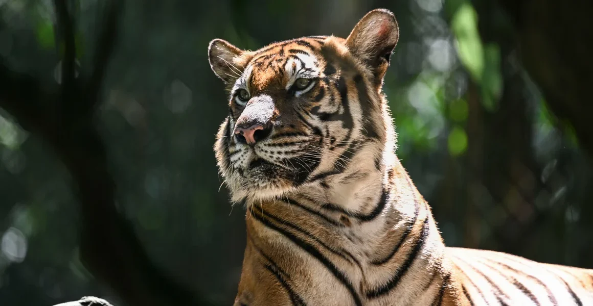 Harimau Malaya berada di ‘ambang kepunahan’ seiring serentetan kematian yang memicu kekhawatiran