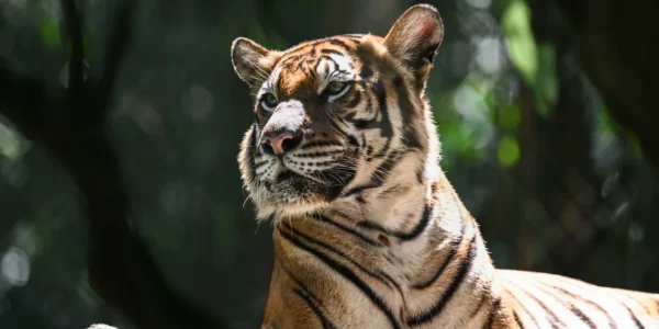 Harimau Malaya berada di ‘ambang kepunahan’ seiring serentetan kematian yang memicu kekhawatiran